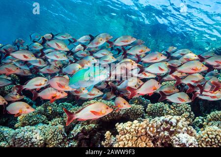 Shoal von Humpback Snapper, Lutjanus Gibbus, Fakarava, Tuamotu Archipel, Französisch-Polynesien Stockfoto