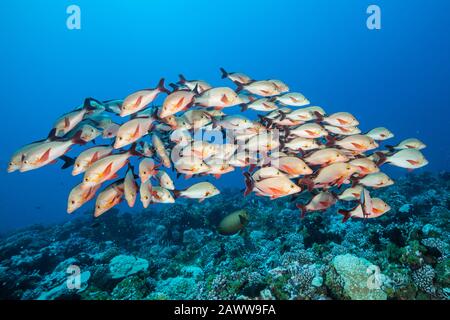 Shoal von Humpback Snapper, Lutjanus Gibbus, Fakarava, Tuamotu Archipel, Französisch-Polynesien Stockfoto