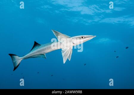 Suckerfish, Echeneis naucrate, Fakarava, Tuamotu Archipel, Französisch-Polynesien Stockfoto