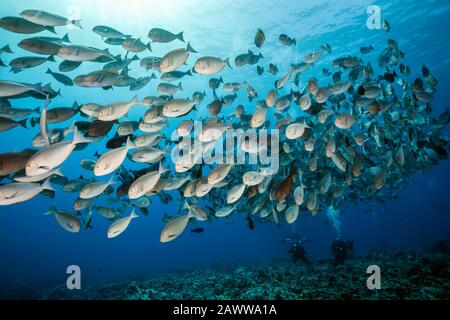 Shoal of Elongate Surgeonfish, Acanthurus mata, Fakarava, Tuamotu Archipel, Französisch-Polynesien Stockfoto