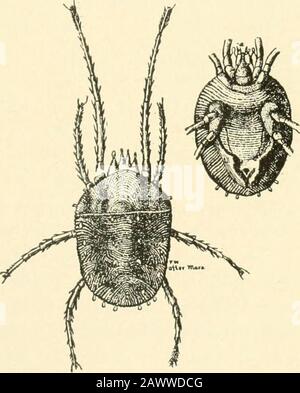 Insektenschädlinge von Hof, Garten und Obstgarten. RE wird die Gelegenheit für die Weevillen belauschen, Winterunterkünfte zu finden. Alfalfashashould nicht mehr als sieben oder (Jahre unbelastete Bezirke) wachsen lassen. Der Clover-mite * Der Clover-mite steht in einem Zusammenhang mit dem häufig verwendeten roten Spiderof der Gewächshäuser, mit dem er oft verwechselt wird und der zu Thesamfamilie der pflanzenfütterischen Milben gehört. Es ist ein Verderben, etwa doppelt so groß wie die rote Spinne, mit drei Zehntelsekunden. Obwohl sie als Theklover-Milbe bekannt ist, wurde dieses Insekt aufgrund der Fütterung dieser Pflanze als Anim bekannt und ist es auch weiterhin Stockfoto