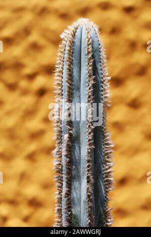 Kaktus pilosocereus pachycladus Stockfoto