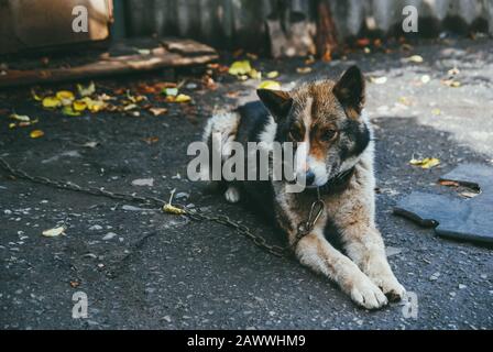 Ein eingefleichter Wachhund sitzt auf einer Kette im Hof des Hauses. Herbst Sonnentag Stockfoto