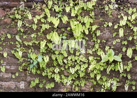 Alte Ziegelwand mit Farnen und Moos, die einen attraktiven Hintergrund mit grünen Texturen bilden. Stockfoto