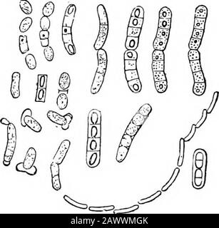 Grundlagen der Bakteriologie; eine kurze und systematische Einführung in die Erforschung von Bakterien und verwandten Mikroörganismus. Abb. 38.-Kolonie von Bacillusmesenterikus vulgatus. Einige VERBREITETE BAKTERIEN LEICHT PATHOGENE 99 Sporen.^Sind sehr resistent; sind in dem im ersten Teil des Buches beschriebenen Manner für Sporen im Allgemeinen gefärbt. Bacillus Megateritom (de Bary) (Abb. 39).-Ursprung.-Auf faulen Kohl- und Gartenerden gefunden. Form.-^Große Stangen, vier Mal so lang wie breit, 2,5  . Dicke, abgerundete Enden. Es bildeten sich oft Ketten mit zehn oder mehr Mem-ber; körniger Zellinhalt. Reichlich Sporenformat Stockfoto