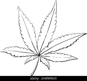 Cannabis- oder Marihuanablatt. Jahrgang. Handrealistische Zeichnung. Vektorgravur. Stock Vektor
