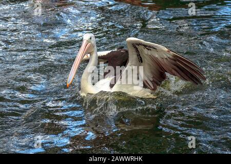 Ein australischer Pelikane, Pelecanus conspicillatus, mit offenen Flügeln schwimmt im Wasser. Sie ist ein großer Wasservogel in der Familie Pelecanidas, weit verbreitet Stockfoto