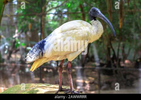 Australisches weißes Ibis, Threskiornis molucca, in der Natur im Freien. Es ist ein Watvogel der Ibis-Familie Threskiornithidias. Stockfoto