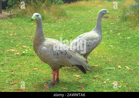 Zwei Kap-Barren-Gans, Cereopsis novaehollandiae, die auf einem grünen Rasen stehen. Sie ist eine große Gänse, die im Süden Australiens beheimatet ist. Stockfoto