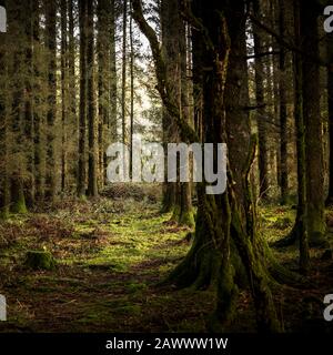 Reihen von Nadelholz Sitka Fichte Picea sitchensis Bäume in Davidstow Woods in Cornwall. Stockfoto