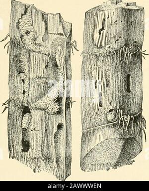 Insektenschädlinge von Hof, Garten und Obstgarten . Abb. 129.-Sphenophoru.s Orhreiin, Larve, Erwachsene und arbeiten an den Wurzeln von Scirpus.(AftcM- F. M. Webster, Insekt-Leben.) bis zu drei Wochen.s, adulte Käfer, die von der Mitte von Augustbis zum ersten Oktober auftauchen. Eine der schädlichsten Arten für Mais ist S. ochreus Lee.Die Lebensgeschichte ist viel dieselbe wie die von S. parvulus, Nachahmungeier wurden bereits am 30. Juli gefunden. Der natürliche Nahrungsplantof dieser Art ist jedoch der verbreitete Vereinsrausch {Scirpus jiuvia-tilis), dessen Wurzeln aus Birnen bestehen, die durch kleinschlanke Wurzeln verbunden sind. Die Eier sind defosi Stockfoto