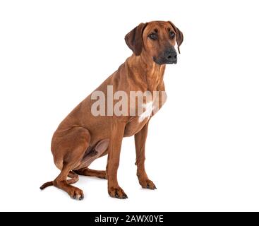 Rhodesian Ridgeback vor weißem Hintergrund Stockfoto