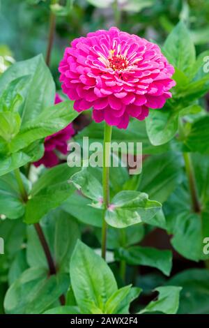 Zinnia Elegans 'Benary's Giant Wine' ein doppelter burgunder Blumenkopf Stockfoto