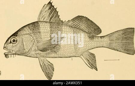 Fische. Abb. 464 - Kingfish, Menticirrhus americanus (Linna-US). Pensaoola. Drum, Aploduiotits. Es ist ein grober Fisch, der an unseren Atlantikküsten verbreitet ist, ein großes Exemplar, das in St. Augustine mit einem Gewicht von 146 Poimden entnommen wurde. Andere Arten dieser Familie, die zu den GenusEqiics gehören, sind mit bandartigen schwarzen Streifen gekennzeichnet. Equeslanceolatus, auf Kuba als Scrrana bekannt, ist die kunstvollste der Thesespecies, die wie ein Schmetterlingsfisch oder Ch^Etodon aussieht. Mehrere Fossilfragmente wurden doppelt auf ScicBna, Umbrina, Pogonias und andere Genera bezogen. Otolithen oder 572 Surmullets, Croakers usw. Ohrenknochen klatern nicht Stockfoto