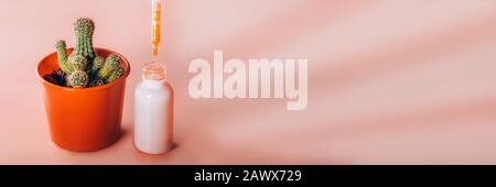 Stacheliger Birnkaktus im Orangentopf und Ölserum mit einem Tropfen, der in die Flasche fällt. Panorama-Banner mit freiem Textbereich. Stockfoto