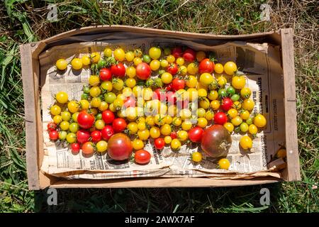 Eine Vielzahl verschiedener Tomaten erntete und sammelte sich in einem Holztablett, das von oben gesehen wurde. Stockfoto