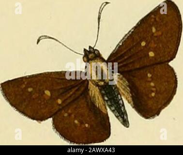 Zutrage zur Sammlung exotischer Schemetterlinge : betehend in Bekundung einzelner Fliegmühler neuer oder seltener nichteuropäischer Gattungen . Stockfoto