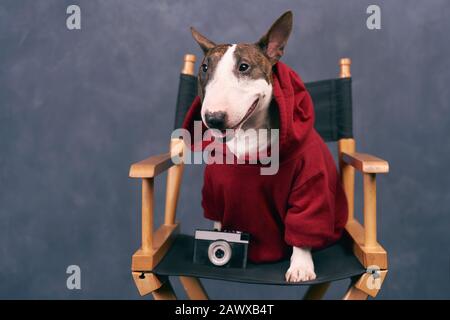 Modischer Hund trägt roten Hoodie, sieht hippster aus Stockfoto