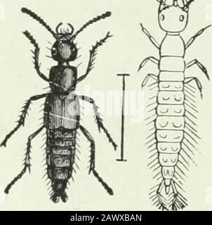 Wirtschaftliche Entomologie für den Bauern und Obstbauer: Und für die Verwendung als Textbuch in landwirtschaftlichen Schulen und Hochschulen. Carrion-Käfer.-a, Necrophorus amcricana; b, Larve von Siipha lapponica; c, Siipha Americana. Sind deutlich abgeflacht und proportional sehr breit, mit Kleinköpfen, und auf der anderen Seite von der Gattung Necrophorus, in der Thespien viel stärker gebaut, schmaler, nicht abgeflacht und mit großen Köpfen sind. Das sind die wahren Burgerkäfte, und leiten den Namen von ihrer Gewohnheit ab, unter kleinen Tieren zu baggern und sie allmählich unter der Oberfläche zu versenken.Dann das Weibchen Stockfoto