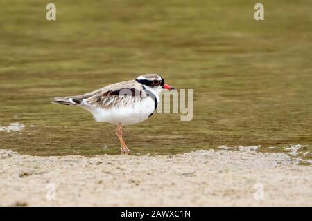 Schwarzer Dotterel (Elseyornis melanops), Erwachsener, der auf Schlamm neben Wasser steht, Queensland, Australien Stockfoto