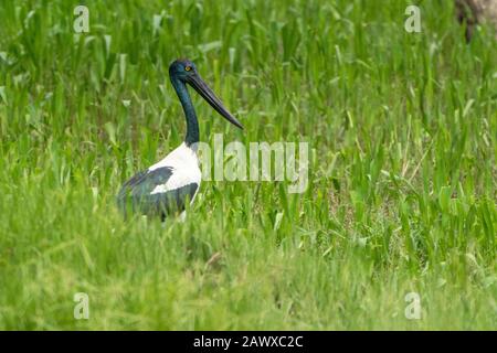 Schwarzhalsstorch (Ephippiorhynchus asiaticus) Erwachsene Frauen, die in hohem Gras laufen, füttern, Daintree, Queensland, Australien Stockfoto