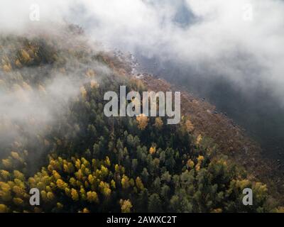 Nebel schwellte im Herbst über den Küstenwald Stockfoto