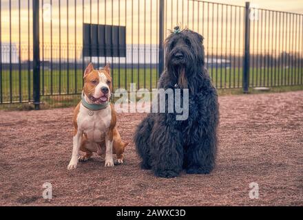 Zordan Black und Fighting Terrier gehen zusammen Stockfoto