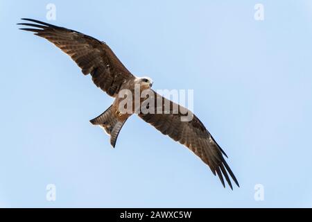 Schwarzer Drachen (Milvus migrans), Erwachsener im Flug gegen einen blauen Himmel, Melbourne, Victoria, Australien Stockfoto