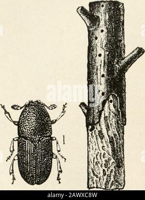 Erfolgreiche Landwirtschaft: Ein fertiger Hinweis auf alle Phasen der Landwirtschaft für Landwirte in den Vereinigten Staaten und Kanada. Cherkv Fruchtfliege(Rhagoletis cingulata).* A-Fly. B-Maggot von der Seite. C-Anterior Spiracles ofsame. D-Puparium. E-Posteriore spirakular Platten von Pupa. Alle vergrößert. Stockfoto