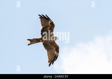 Schwarzer Drachen (Milvus migrans), Erwachsener im Flug gegen einen blauen Himmel, Melbourne, Victoria, Australien Stockfoto