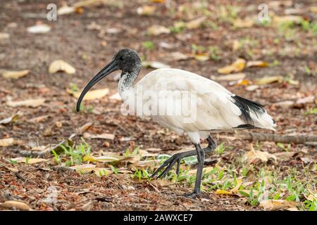 Australisches weißes Ibis (Threskiornis molucca) Erwachsene, das sich an kurzer Vegetation ernährt, Cairns, Queensland, Australien Stockfoto