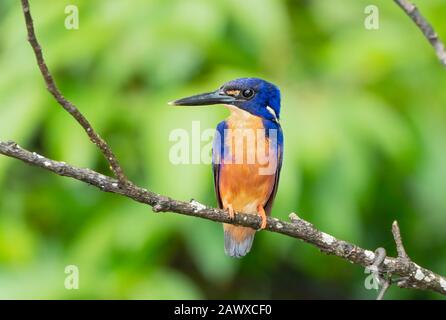 Azure Kingfisher (Ceyx azureus) Erwachsener thront auf einer Perücke über dem hängenden Fluss, Daintree, Queensland, Australien Stockfoto