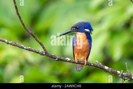 Azure Kingfisher (Ceyx azureus) Erwachsener thront auf einer Perücke über dem hängenden Fluss, Daintree, Queensland, Australien Stockfoto