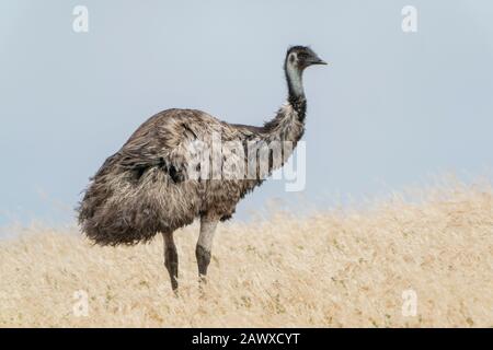 Emu (Dromaius novaehollandiae) Erwachsene, die auf einem Feld mit kurzer Vegetation stehen, South Australia Stockfoto