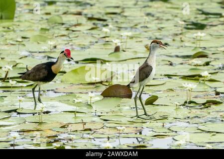 Kamm-gekämmter jacana (Irediparra gallinacea) Erwachsener und Küken gehen auf schwimmender Vegetation, Queensland, Australien Stockfoto