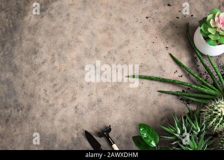 Gartenarbeit oder urbaner Dschungel mit verschiedenen Topfpflanzen, Sukkulenten, Draufsicht, Kopierraum. Grüner Haushalt mit Topfpflanzen, Öko Lifestyl Stockfoto