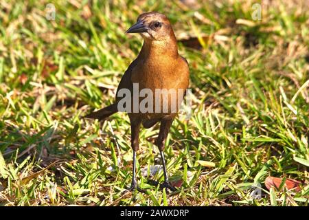 Ein weibliches Boot - geschwemmt, die in Gras, Florida USA, aufwächst. Stockfoto