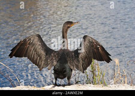 Ein doppelt gekremmter kormoranter Trockenflügel, Florida USA Stockfoto