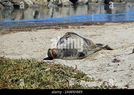 Seelöwe am Strand von Kalifornien in der Natur der USA Stockfoto