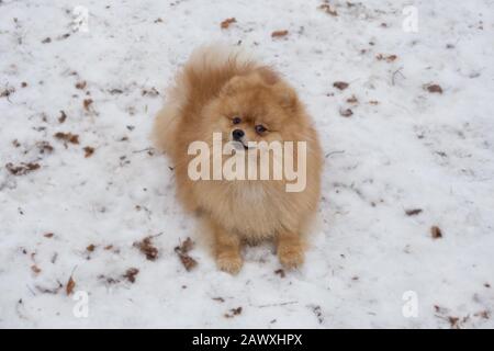 Im Winterpark spielt süßer pomeranischer Spitzelwelpen. Deutscher Spitz oder zwergspitz. Haustiere. Stockfoto