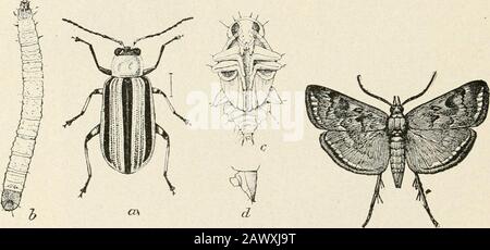 Erfolgreiche Landwirtschaft: Ein fertiger Hinweis auf alle Phasen der Landwirtschaft für Landwirte in den Vereinigten Staaten und Kanada. Squash Vine Borer(Melittia satyriniformis).1 MOTTE A-Male. B-Female Motte mit Flügeln in unnatürlicher Position im Ruhezustand. C-Eier auf bissem Ofsquash-Stamm abgebildet. D-Ausgewachsene Larve-in-situ in Vine.E-Pupa. F-Puppal-Zelle. Alle f größer als natürliche Größe. Gestreifte Gurke Beetle(Diabrotica vittata).2 A-Käfer. B-Larve. C-Pupa. D-Analproleg. A, B, C-Viel vergrößert. D-Morevergrößerten. Sugar-Beet Web Worm (Loxostege sticalis).3Moth doppelt so groß wie die Natur. 1 Bur. Ent. Kreis 38.(988) -Bur. Ent. Cir 3 Stockfoto