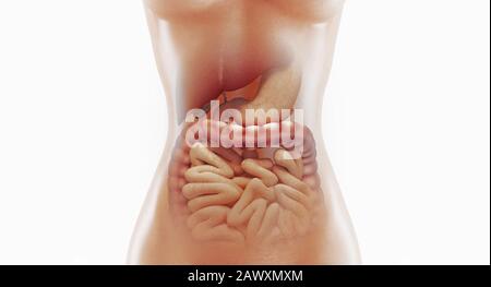 Anatomie des menschlichen Verdauungssystems, 3D-Darstellung Stockfoto