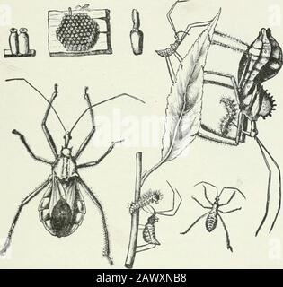 Wirtschaftliche Entomologie für den Bauern und Obstbauer: Und für die Verwendung als Textbuch in landwirtschaftlichen Schulen und Hochschulen. Schwarze Farbe mit roten Markierungen, die sie leicht sichtbar und leicht zerstörbar machen. Die größte Art, die in den östlichen Vereinigten Staaten vorkommt, ist der sogenannte Radwanze, der Prionidus cnstatus, und dieser wird südwärts häufiger. Sie legt ihre merkwürdigen, kännchenartigen Eier inhexagonal auf Baumrinde, Zäune oder jede andere konveniente Lokalität, und der Erwachsene, der braun ist, ist einer der am leichtesten erkannten Eier unserer Art. Der Thorax hat einen halbrunden Scheitel, Stockfoto