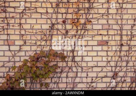 Der wilde Efeustein in Gelb und Rot hinterlässt als herbstliches Vintage-Konzept vor der rot-alten Ziegelwand Stockfoto
