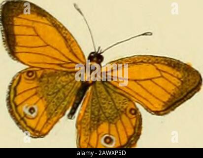 Zutrage zur Sammlung exotischer Schemetterlinge : betehend in Bekundung einzelner Fliegmühler neuer oder seltener nichteuropäischer Gattungen . Stockfoto