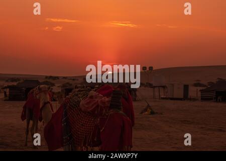 Blick auf den schönen Sonnenuntergang bei Desert Safari Camel Ride, einem Wahrzeichen für Wüstenaktivitäten, in Al Wakrah, Katar. Stockfoto