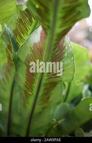 Asplenium nidus verlässt dicht Stockfoto