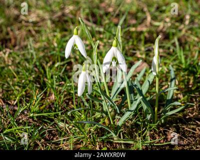 Schneefälle im Frühjahr auf einer Wiese Stockfoto