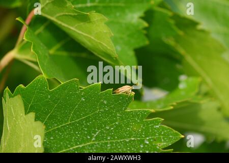 Picromerus bidens Stockfoto