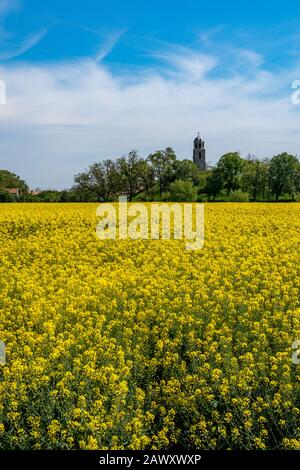 Schöne gelb blühende Rapsfeld mit kristallklarem blauen Himmel und Wolken und Kirche von Saint Ilia der Prophet auf Hügel im Hintergrund, bunte Landschaft in der Nähe von Dorf Badeshte, Südbulgarien Stockfoto